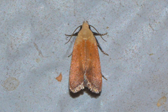 Anacampsis fullonella