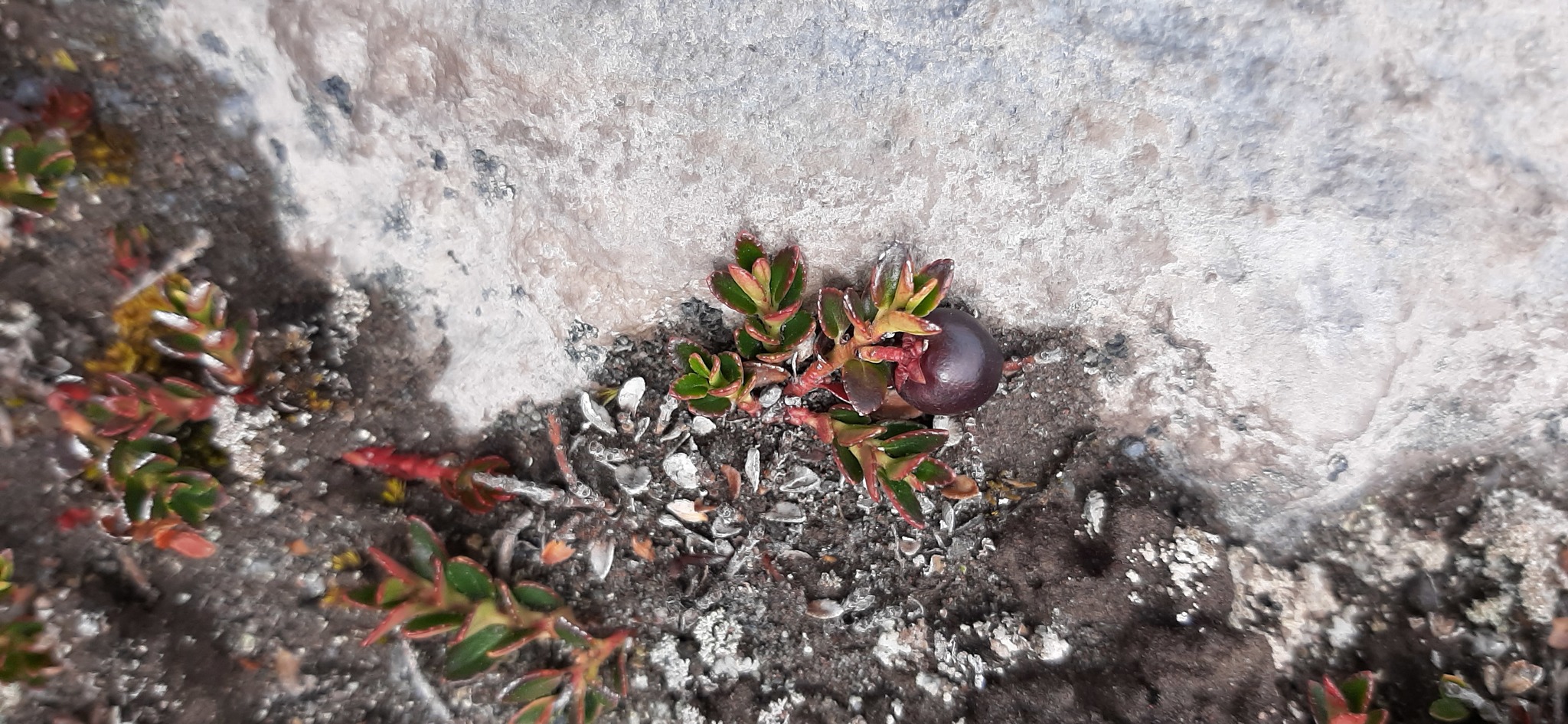 Gaultheria myrsinoides image