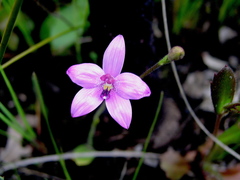 Elythranthera emarginata