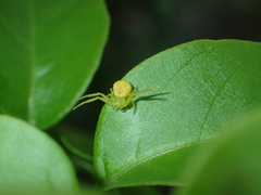 Thomisidae
