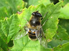 Eristalis tenax