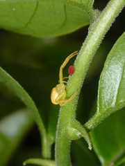 Thomisidae