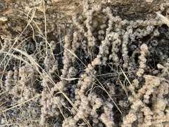 Myriopteris parryi
