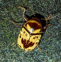 Cryptocephalus mutabilis