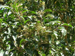Nuxia floribunda