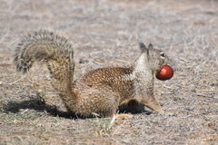 Otospermophilus beecheyi