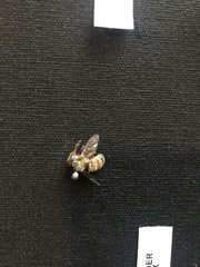 Apis mellifera