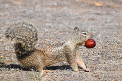 Otospermophilus beecheyi