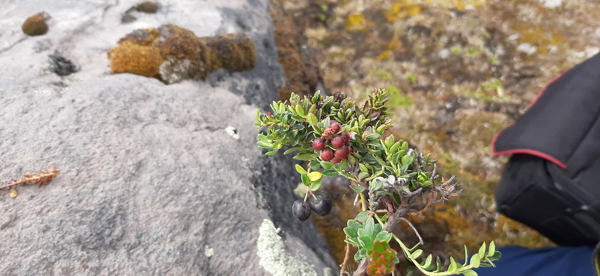 Gaultheria myrsinoides image