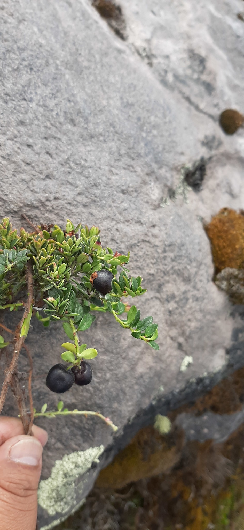Gaultheria image