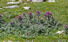 Carduus carlinoides