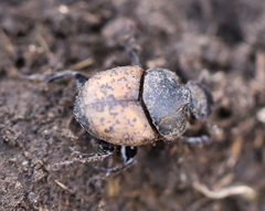 Onthophagus gibbulus