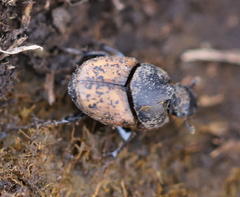 Onthophagus gibbulus