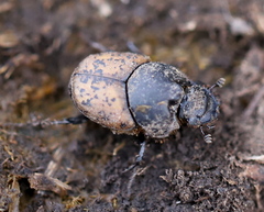 Onthophagus gibbulus