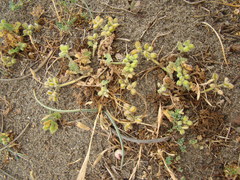 Daucus pumilus