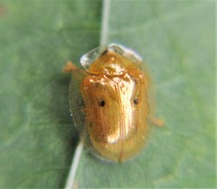 Charidotella succinea