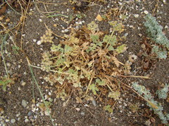 Daucus pumilus