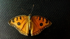 Junonia almana