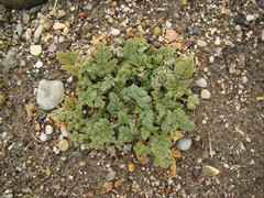 Daucus pumilus