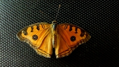 Junonia almana