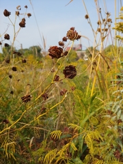 Desmanthus illinoensis