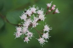 Ageratina calaminthifolia
