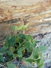 Galinsoga quadriradiata