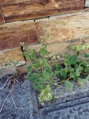 Galinsoga quadriradiata