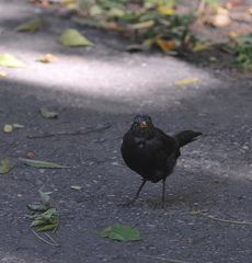 Turdus merula
