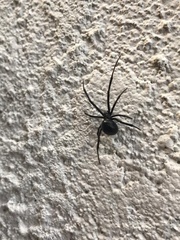 Latrodectus