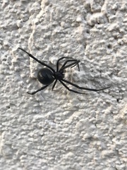 Latrodectus