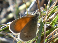 Coenonympha