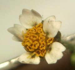 Galinsoga quadriradiata