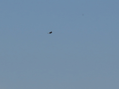 Tachycineta leucorrhoa