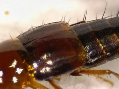 Tachyporus dispar