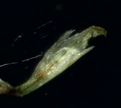 Galinsoga quadriradiata