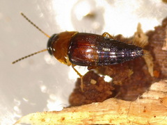 Tachyporus dispar