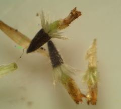 Galinsoga quadriradiata