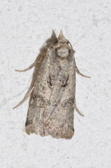 Epilecta linogrisea