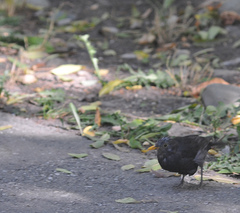 Turdus merula