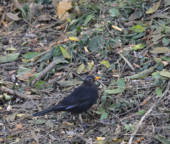 Turdus merula