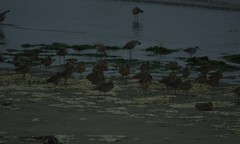 Limosa fedoa