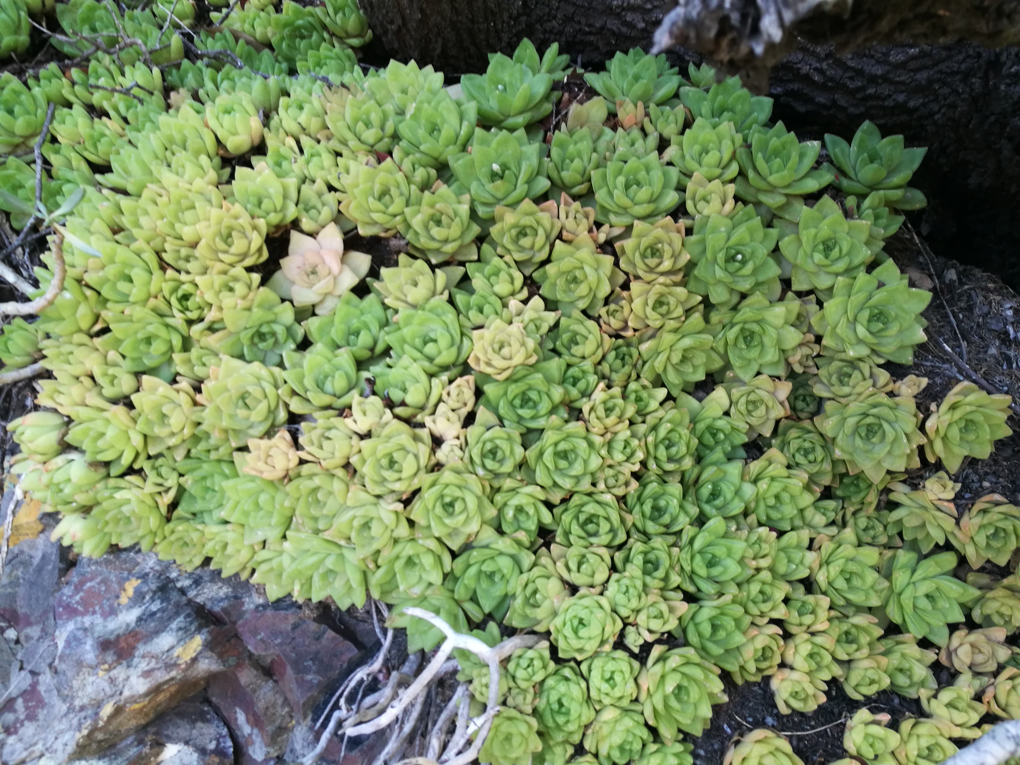 Cathedral Window Haworthia (Haworthia cymbiformis)