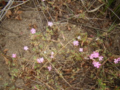 Silene littorea