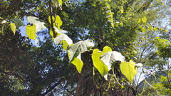 Vitis peninsularis