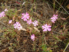 Silene littorea