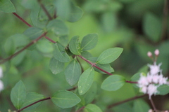 Ageratina calaminthifolia