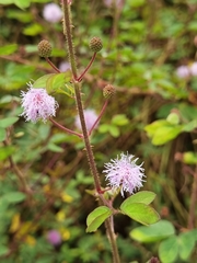 Mimosa albida