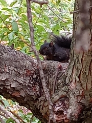 Sciurus carolinensis