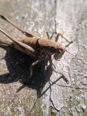 Eupholidoptera megastyla